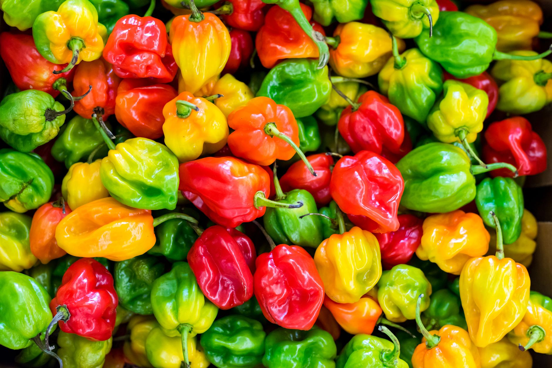 papryka habanero